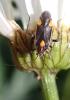 309474 – Photo : Catherine Reymonet-Smitten – France (19)